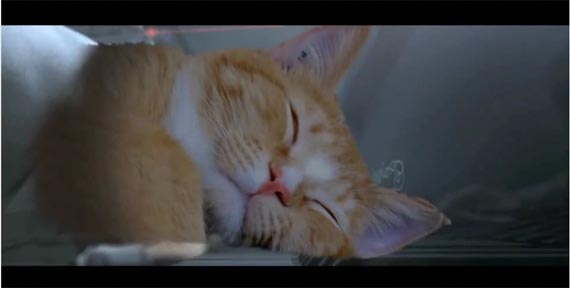 Youtube Keyboard Cat Reincarnated Youtube Keyboard Cat Reincarnated