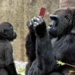gorilla_con_nintendo_ds_1 gorilla_con_nintendo_ds_1