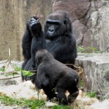 gorilla_con_nintendo_ds_2 gorilla_con_nintendo_ds_2