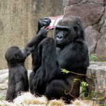 gorilla_con_nintendo_ds_3 gorilla_con_nintendo_ds_3