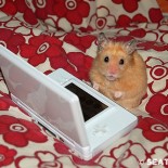 hamstercon_nintendo_ds hamstercon_nintendo_ds