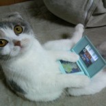 nintendods_cat nintendods_cat